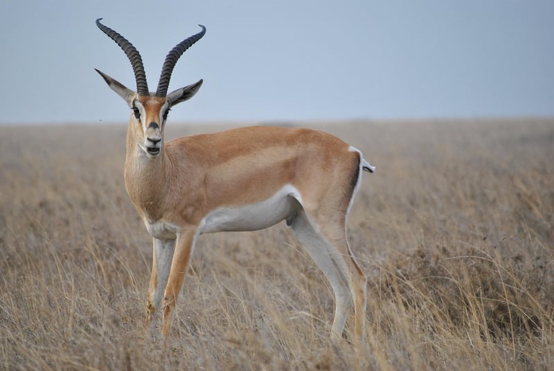 Serengeti, Tanzania